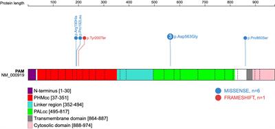 PAM variants in patients with thyrotrophinomas, cyclical Cushing’s disease and prolactinomas